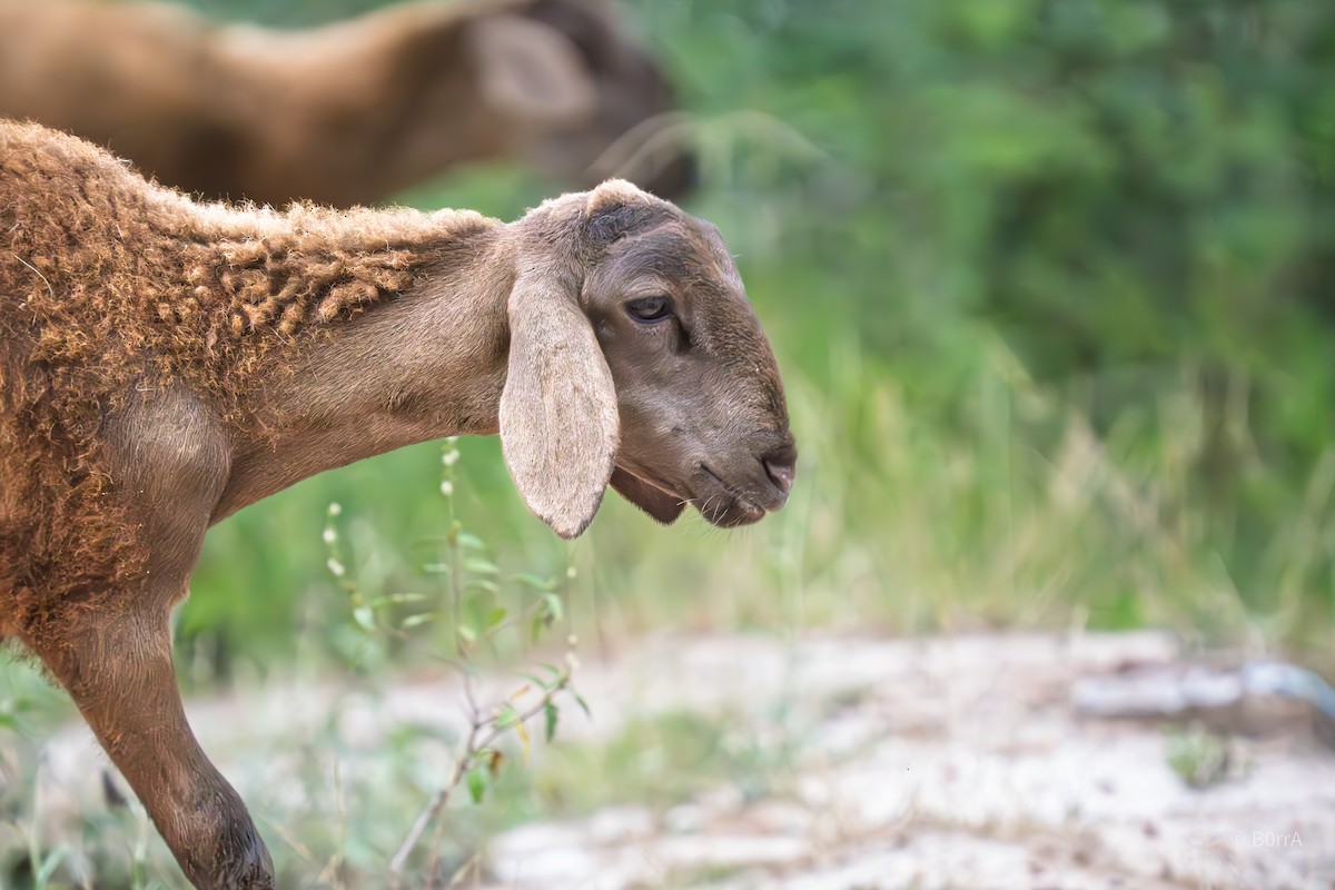 動物界 - ML646794451