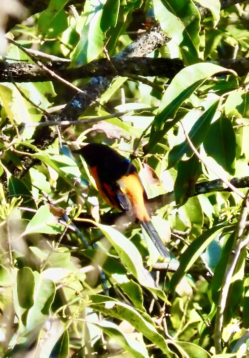 Orange Minivet - ML646794452