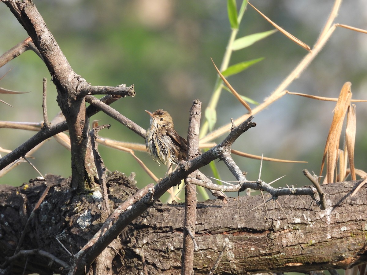 Puff-throated Babbler - ML646794453