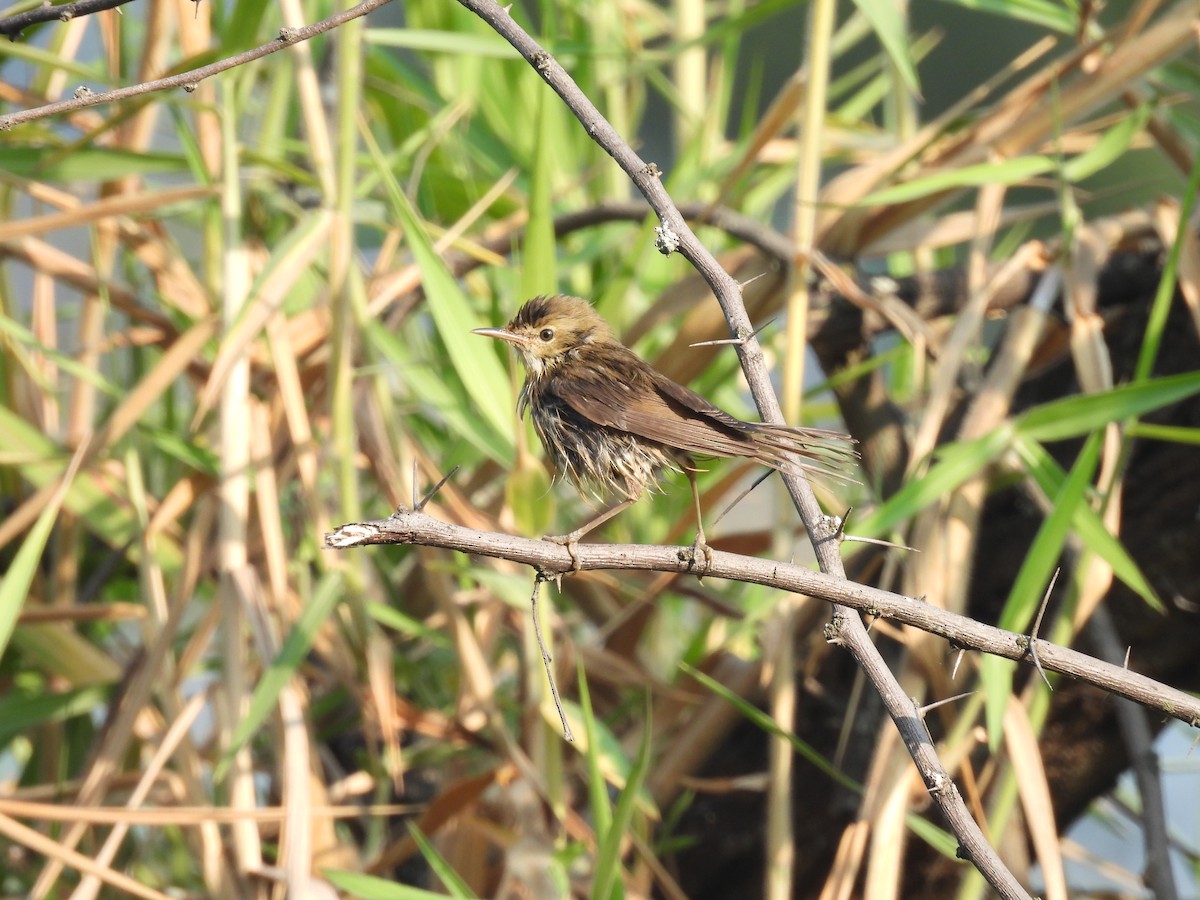 Puff-throated Babbler - ML646794455