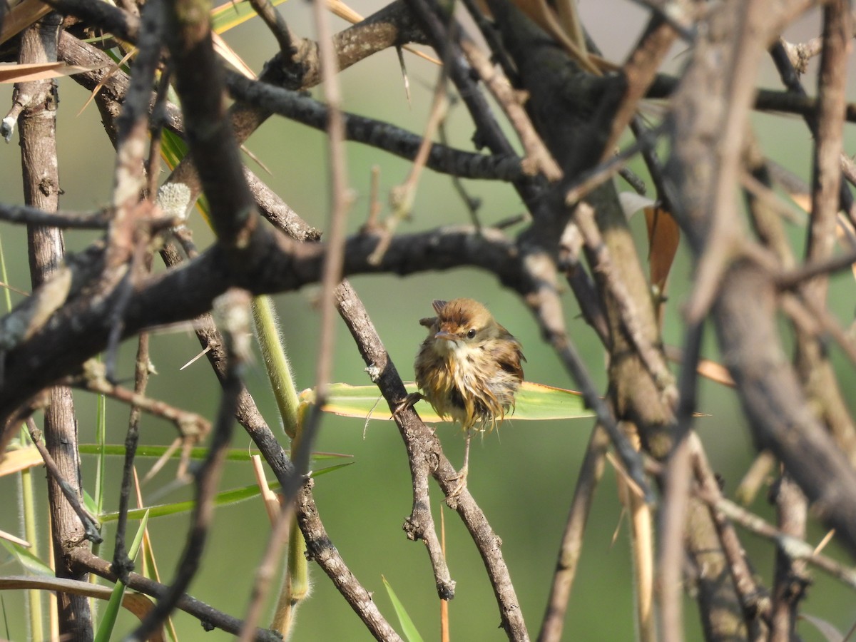 Puff-throated Babbler - ML646794456