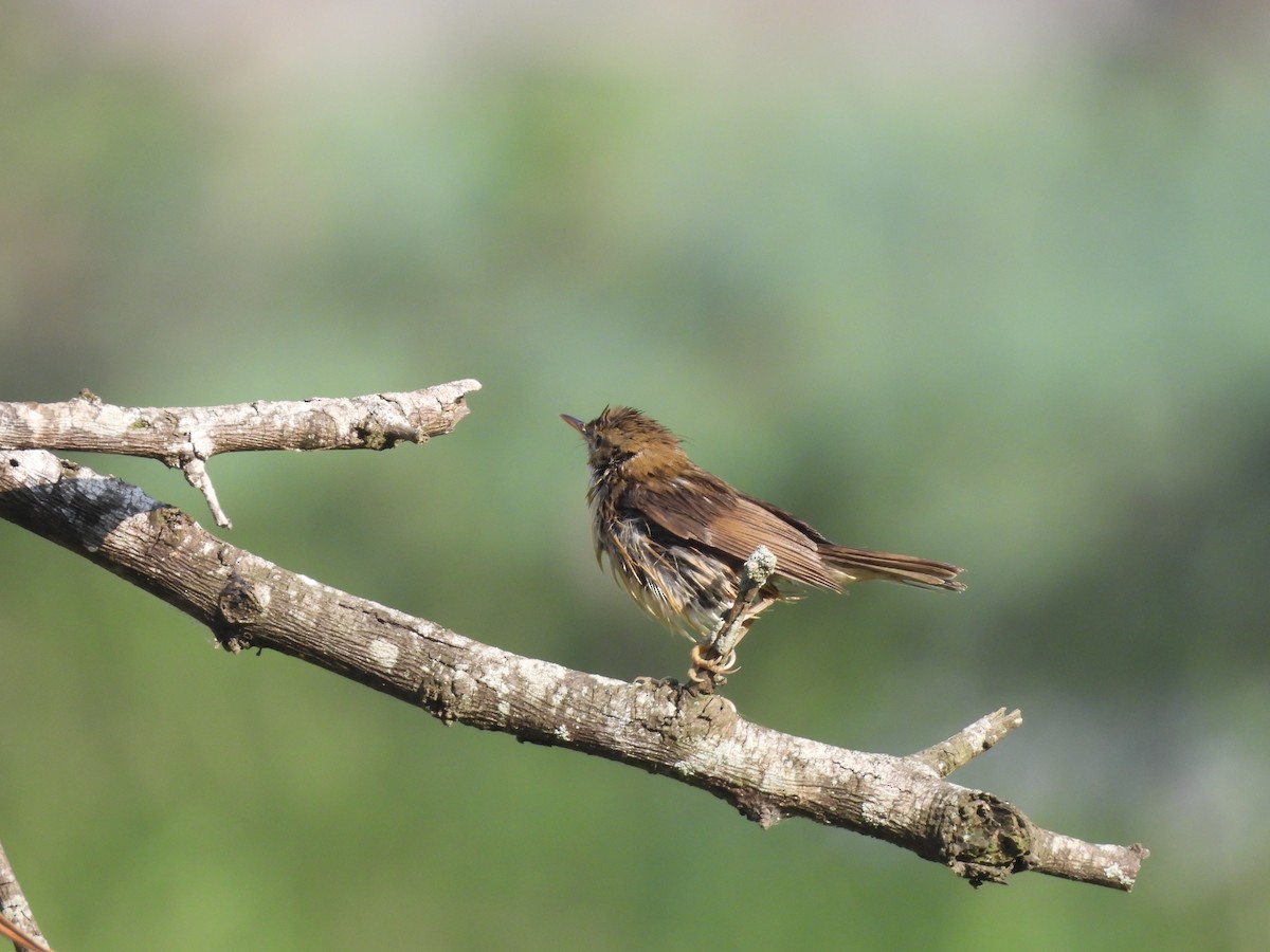 Puff-throated Babbler - ML646794457