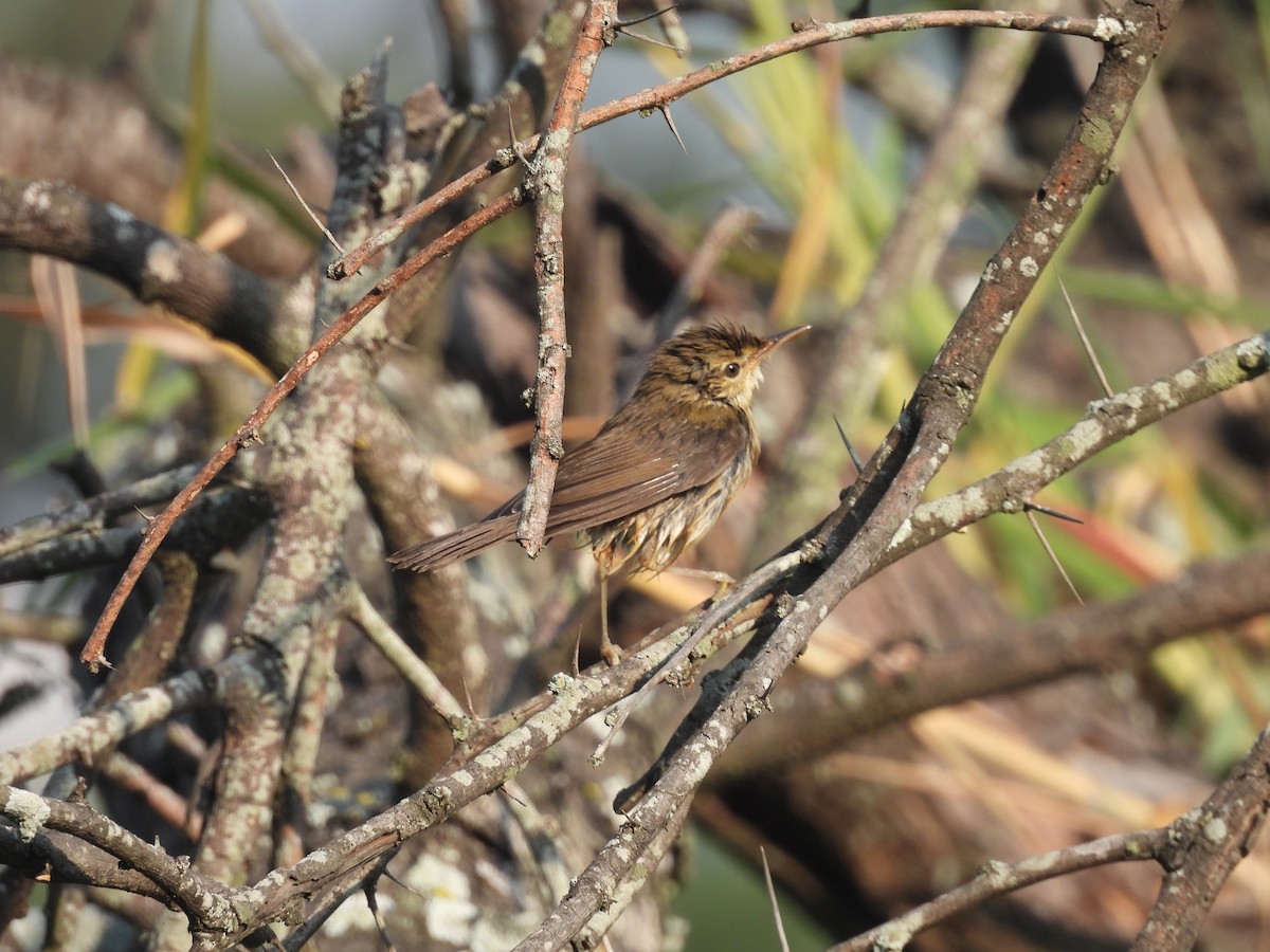 Puff-throated Babbler - ML646794458
