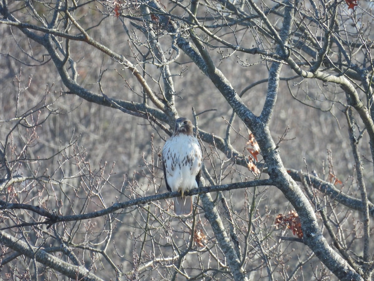Red-tailed Hawk - ML646794460