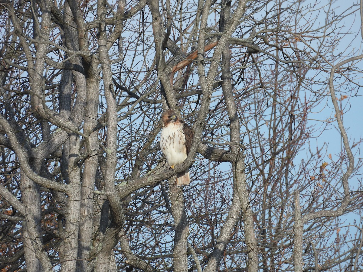 Red-tailed Hawk - ML646794465