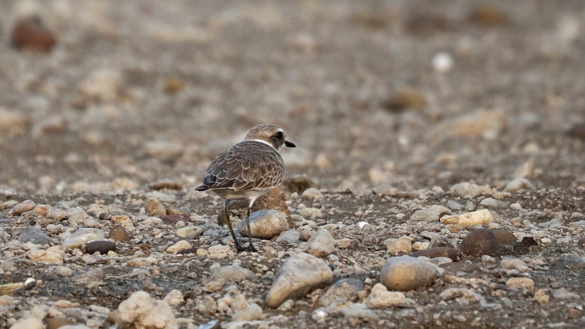 Pluvier à collier interrompu - ML646794469