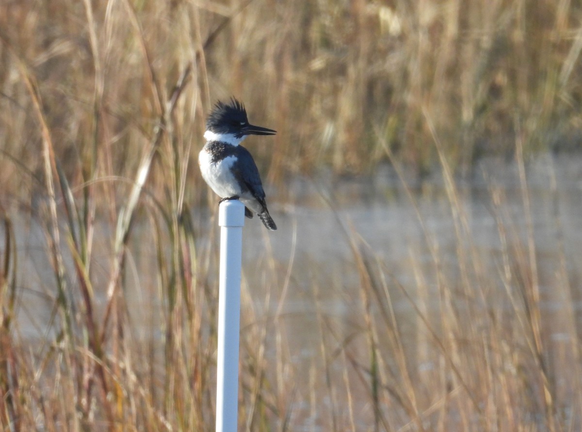 Belted Kingfisher - ML646794470