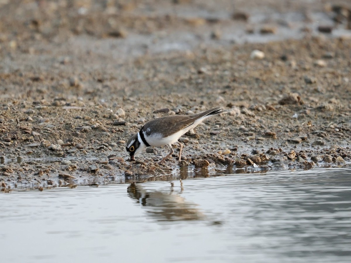 Pluvier petit-gravelot - ML646794472