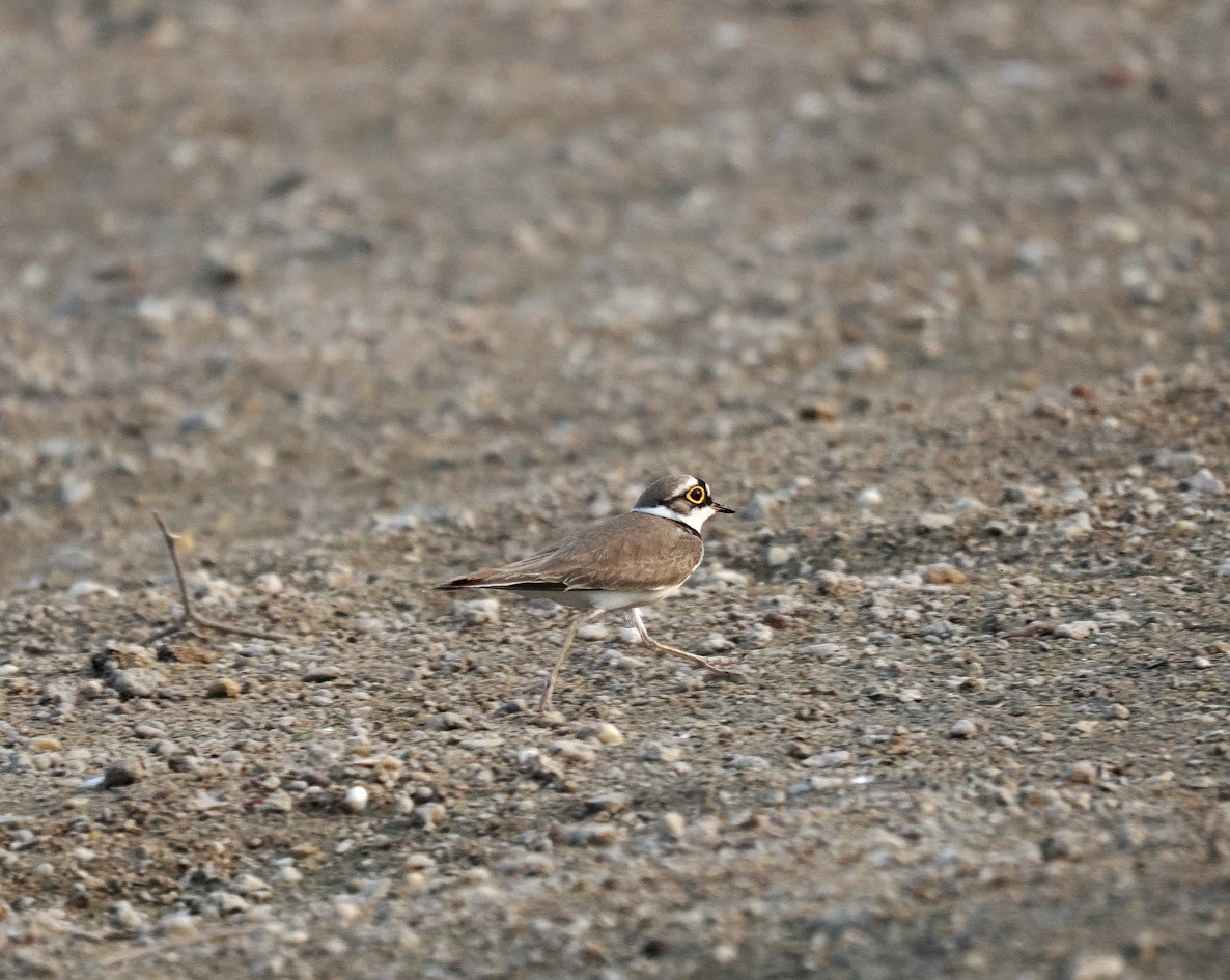 Pluvier petit-gravelot - ML646794473