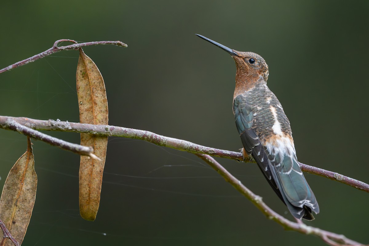 Giant Hummingbird - ML646794476