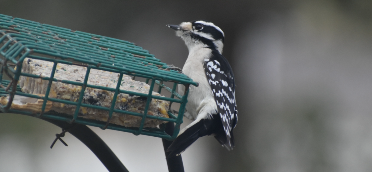 Pico Pubescente - ML646794477