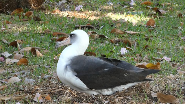 Laysan Albatross - ML646794480