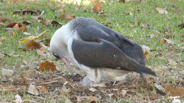 Laysan Albatross - ML646794481