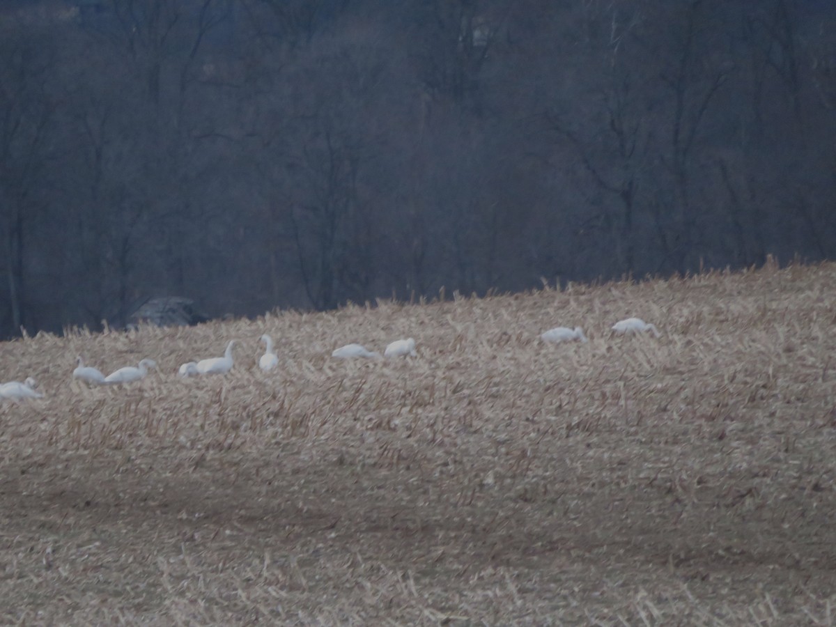 Küçük Kuğu - ML646794485