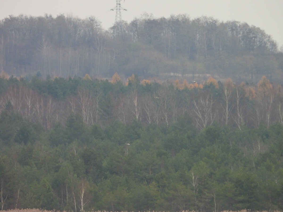 Arctic Loon - ML646794486