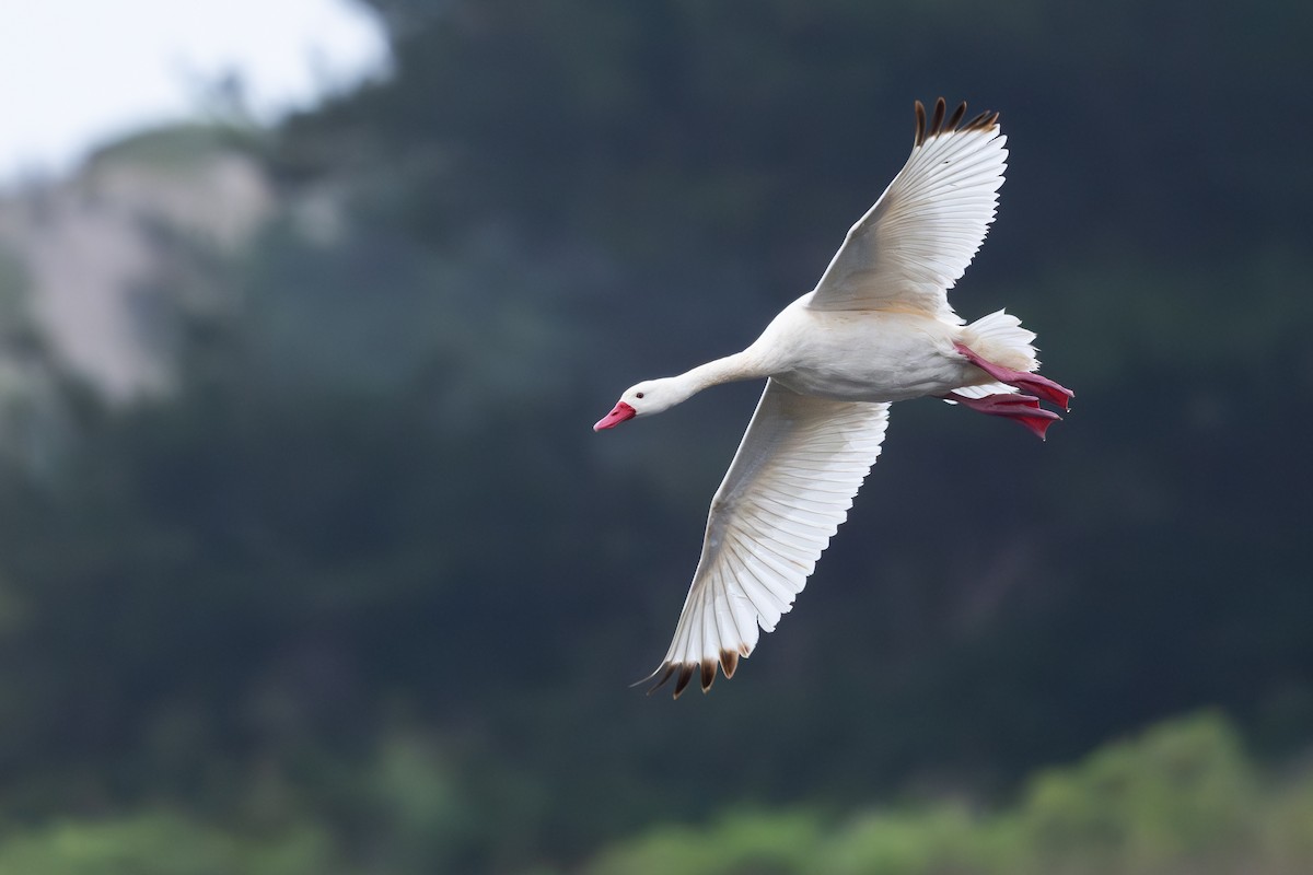 Coscoroba Swan - ML646794487