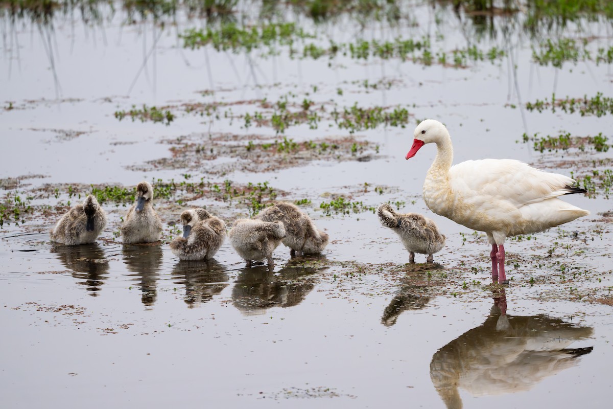 Coscoroba Swan - ML646794489