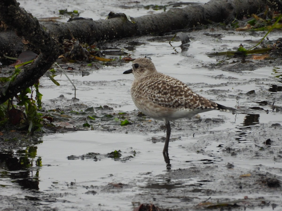 Сивка морська - ML646794495