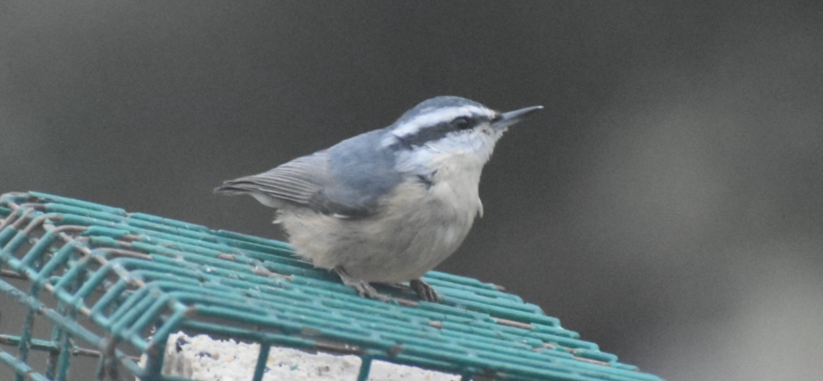 Trepador Canadiense - ML646794496