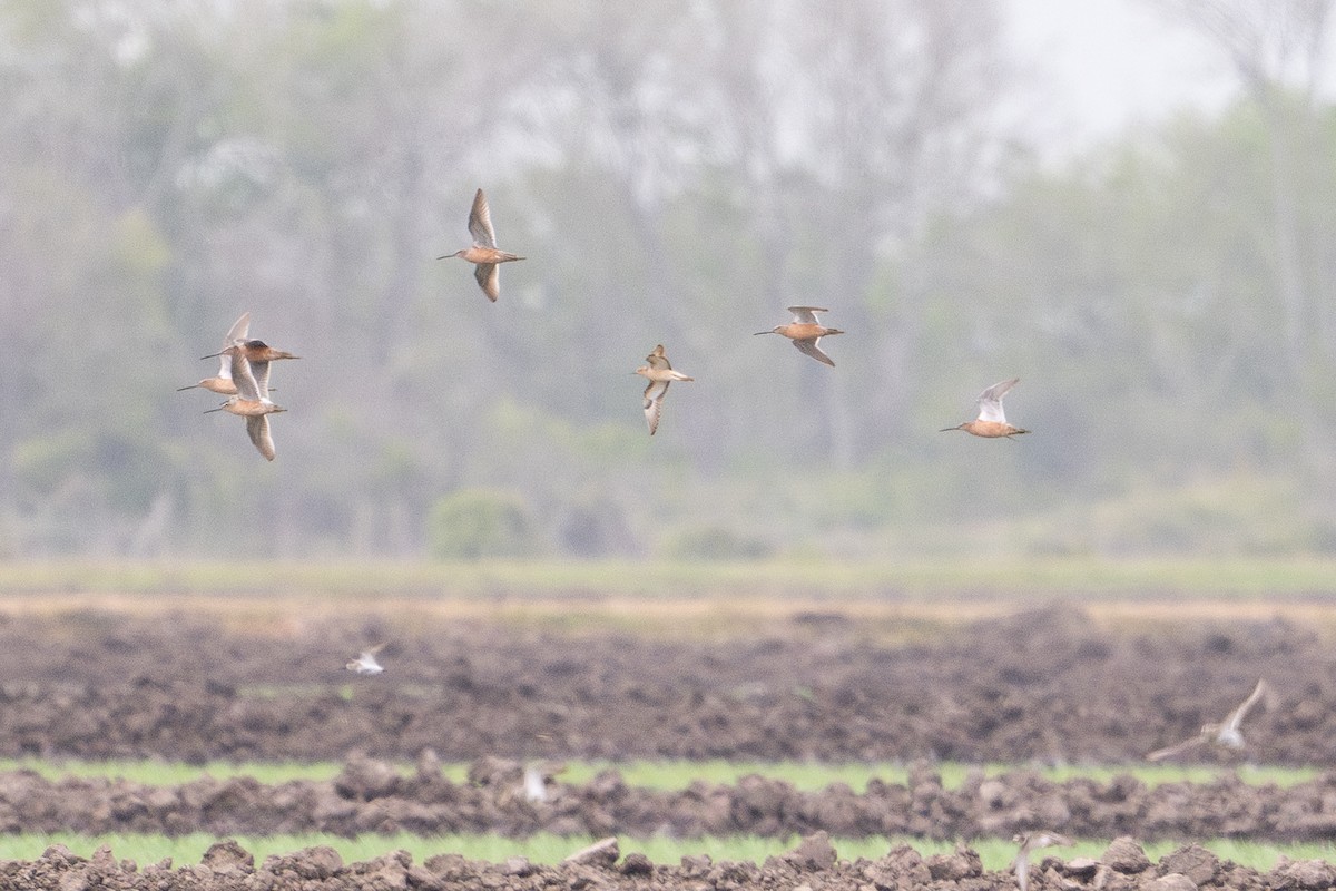 Buff-breasted Sandpiper - ML646794497