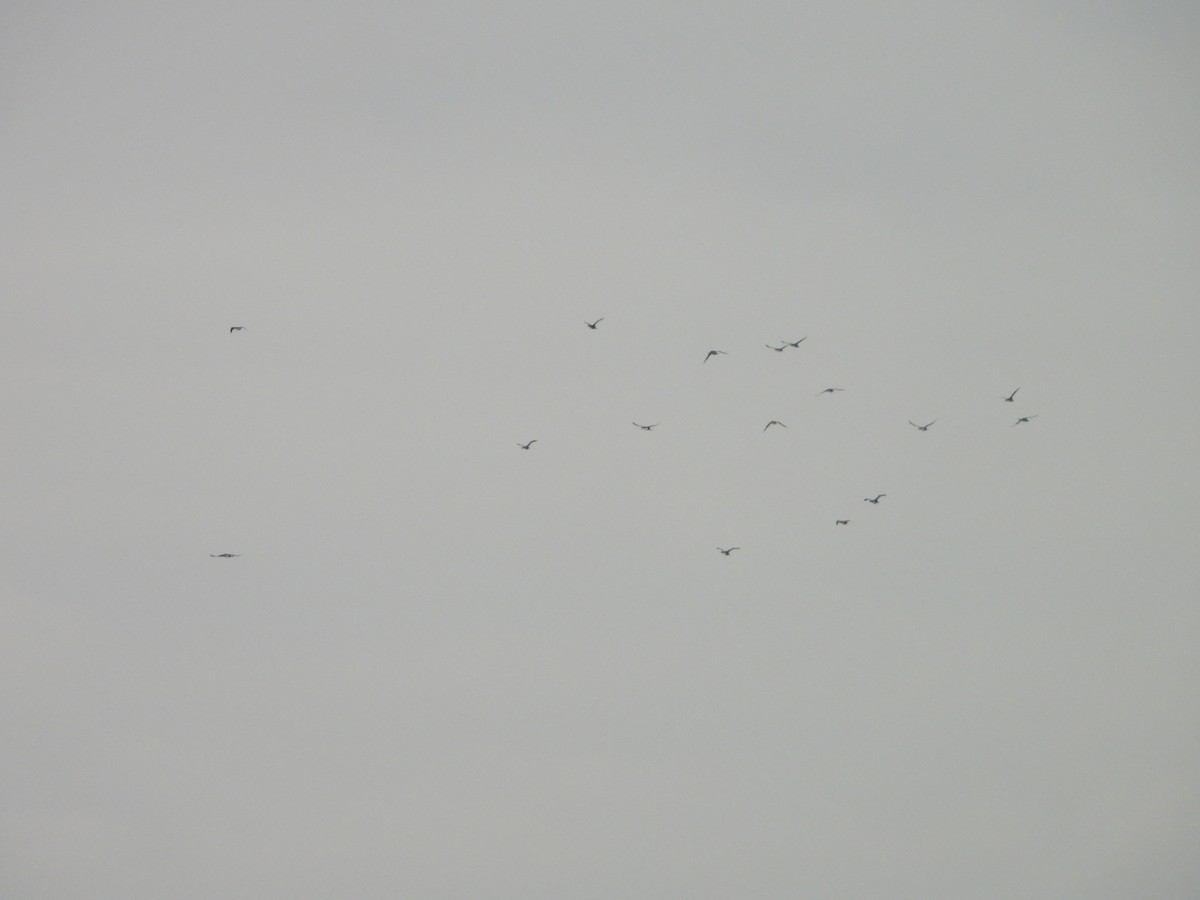 Arctic Loon - ML646794498