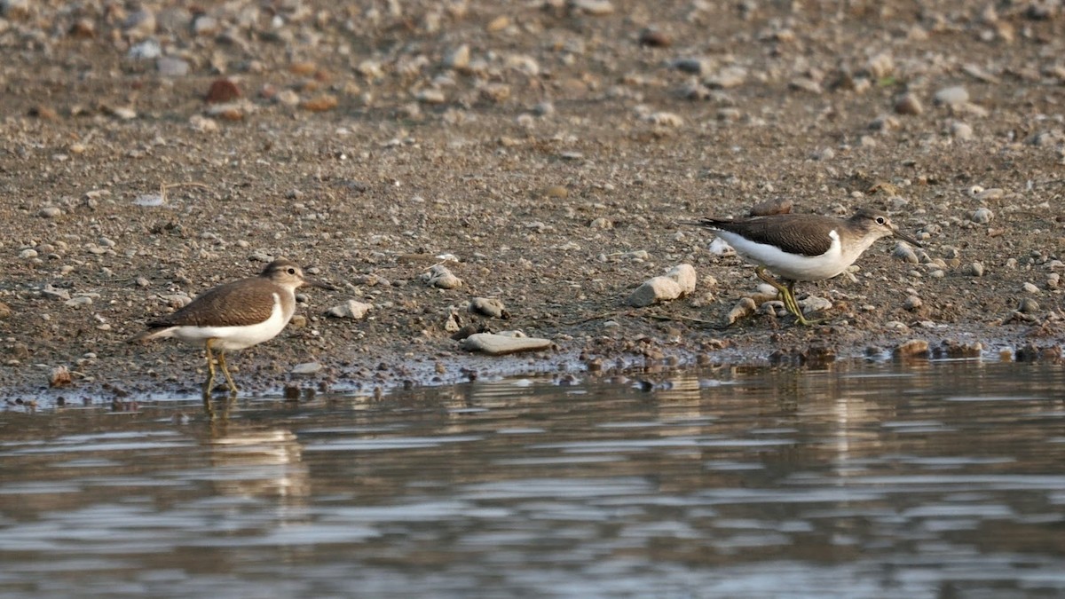Chevalier guignette - ML646794500