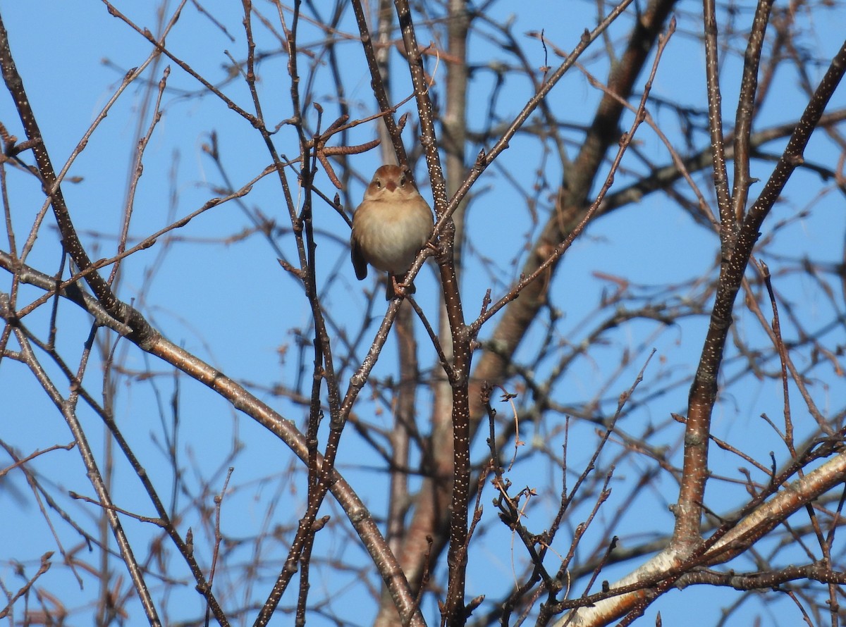 Field Sparrow - ML646794501