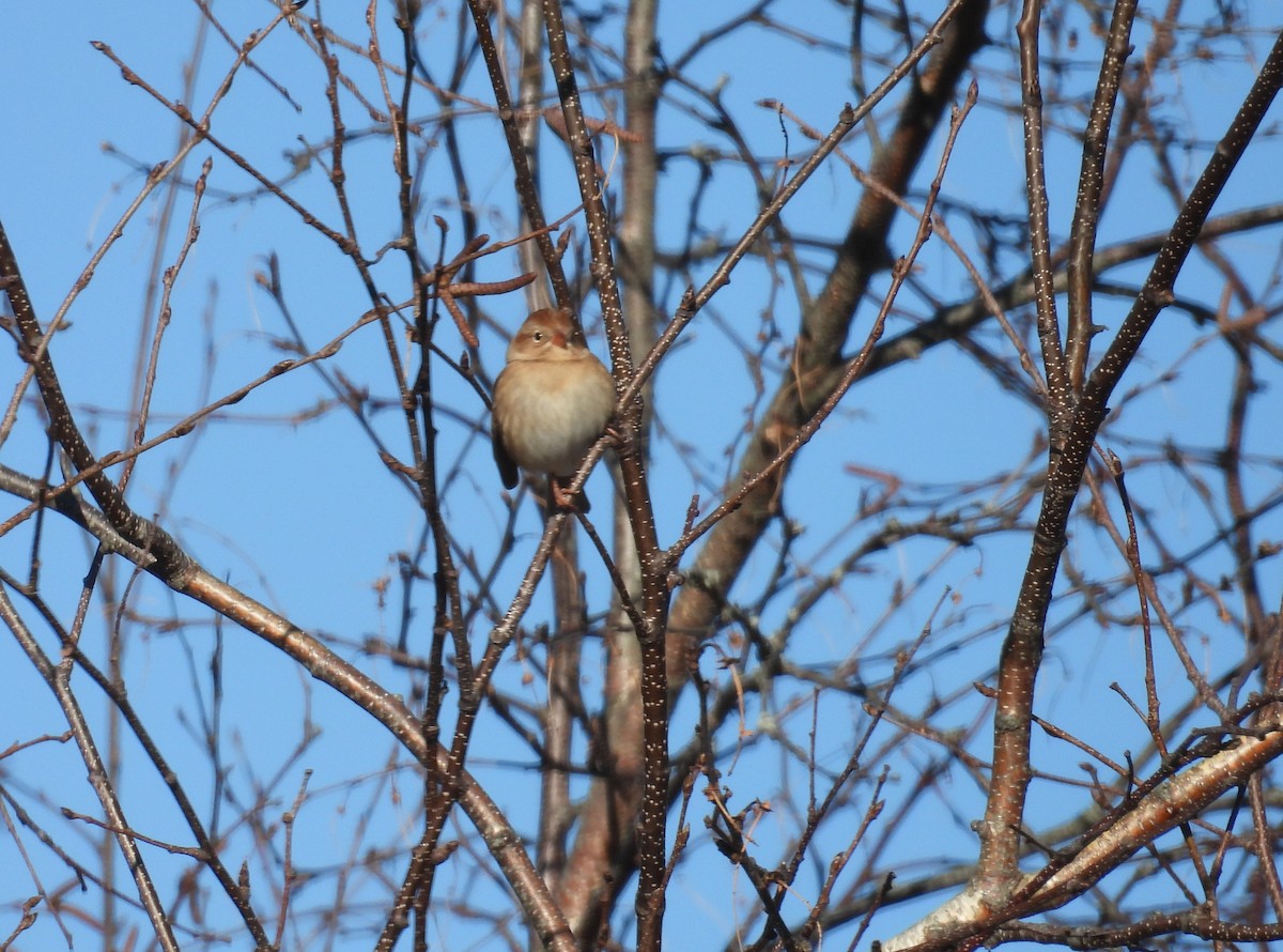 Field Sparrow - ML646794505