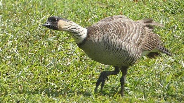 Hawaiian Goose - ML646794506