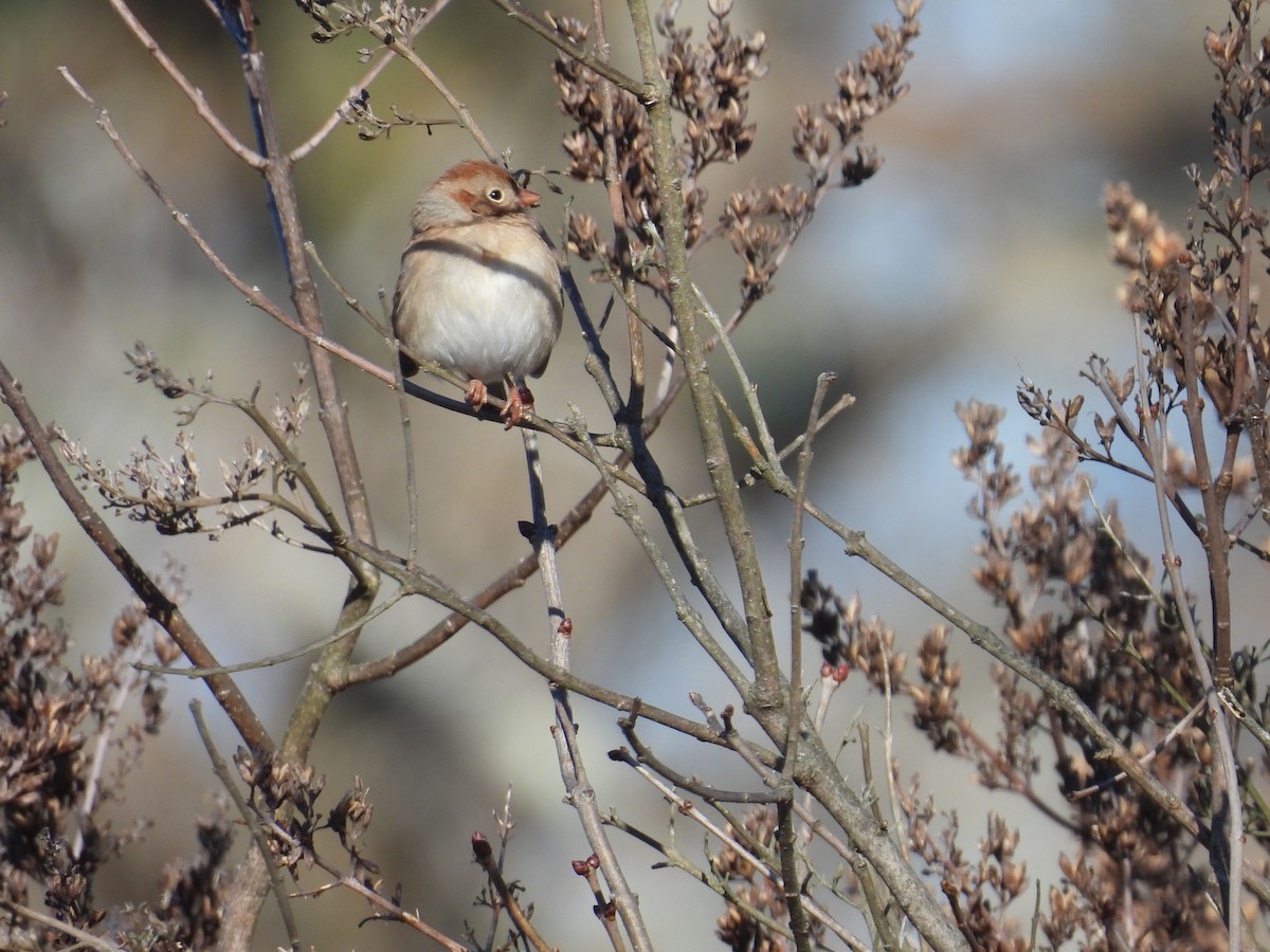 Field Sparrow - ML646794507