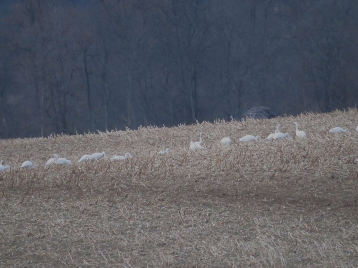 Küçük Kuğu - ML646794509