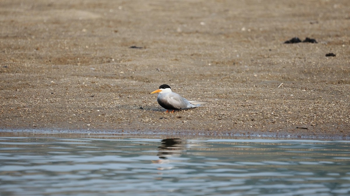 Sterne à ventre noir - ML646794512