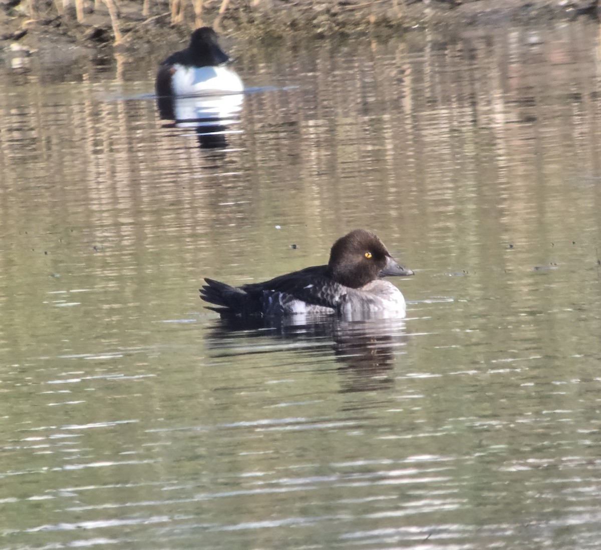 Алаг шунгаач - ML646794513