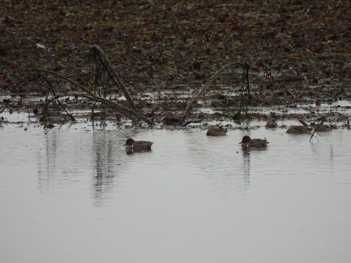 Чирянка мала - ML646794514