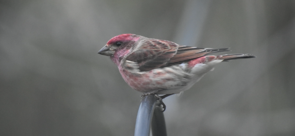 Purple Finch - ML646794515