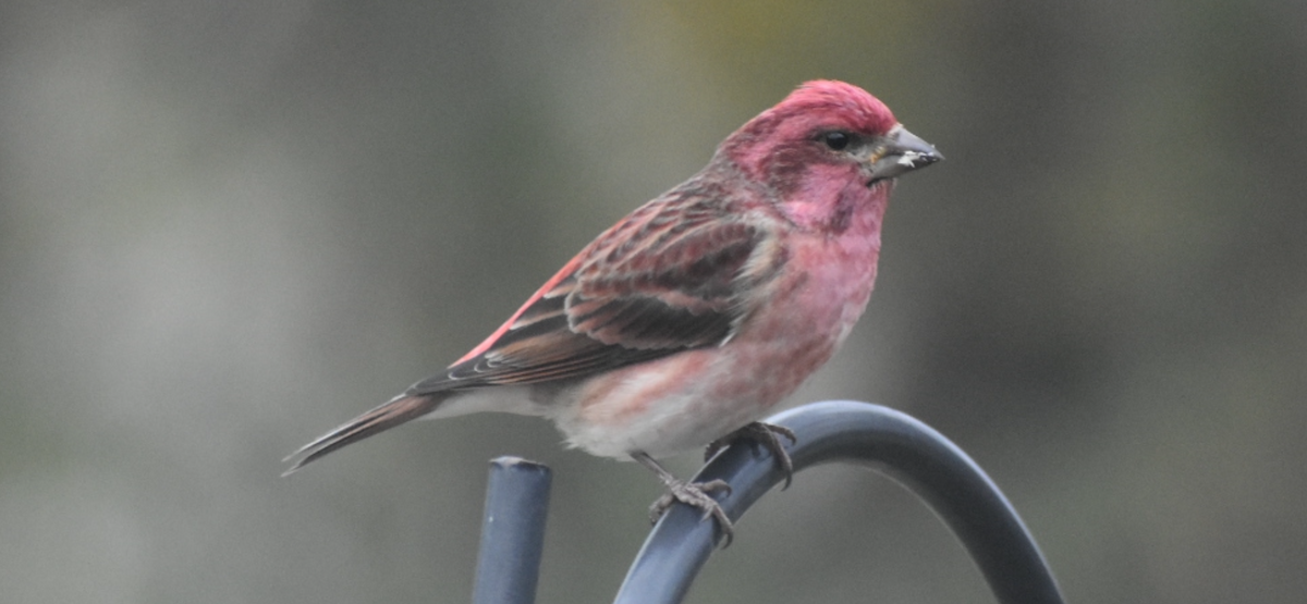 Purple Finch - ML646794516