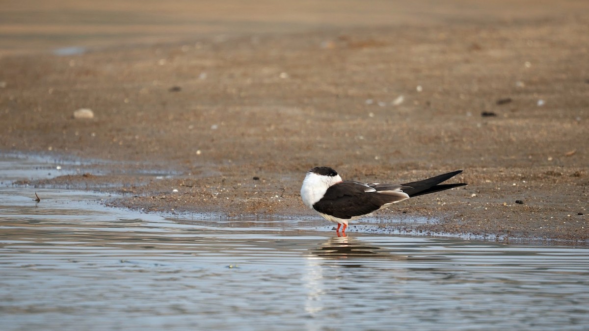 Bec-en-ciseaux à collier - ML646794522