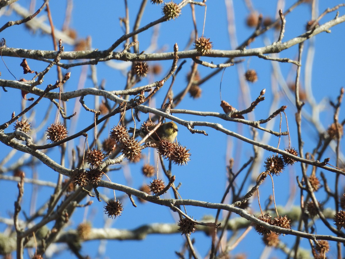 American Goldfinch - ML646794525