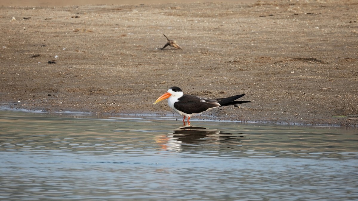 Bec-en-ciseaux à collier - ML646794526