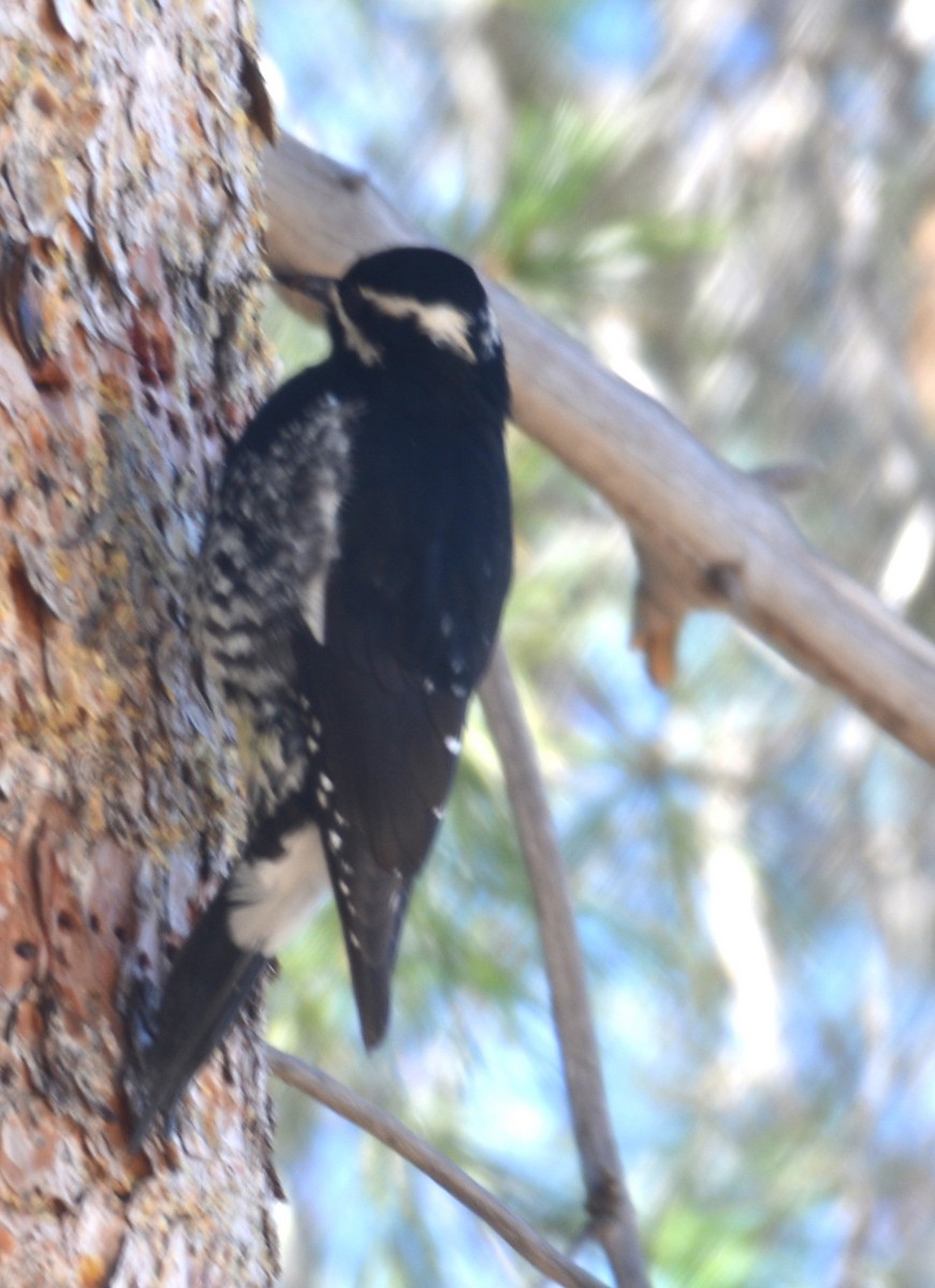 Williamson's Sapsucker - ML646794528