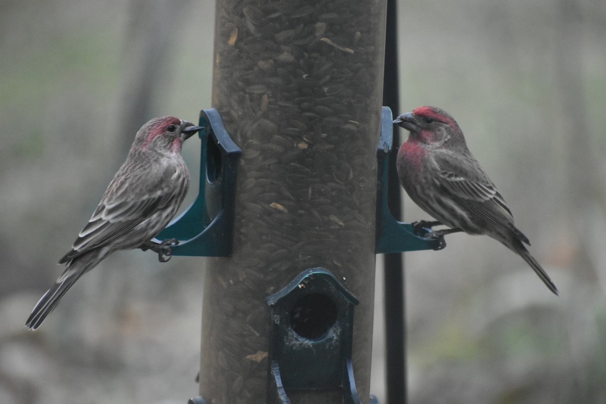 Camachuelo Mexicano - ML646794532
