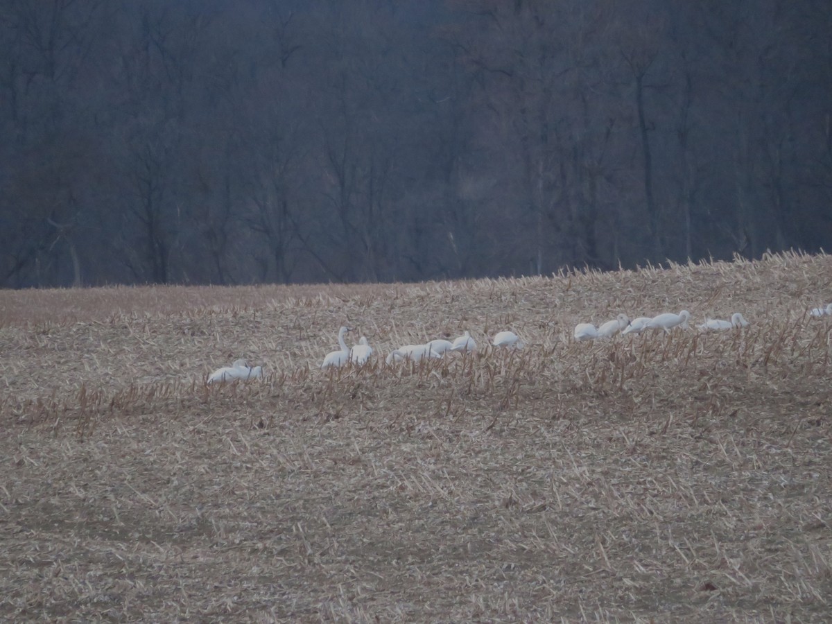 Küçük Kuğu - ML646794537