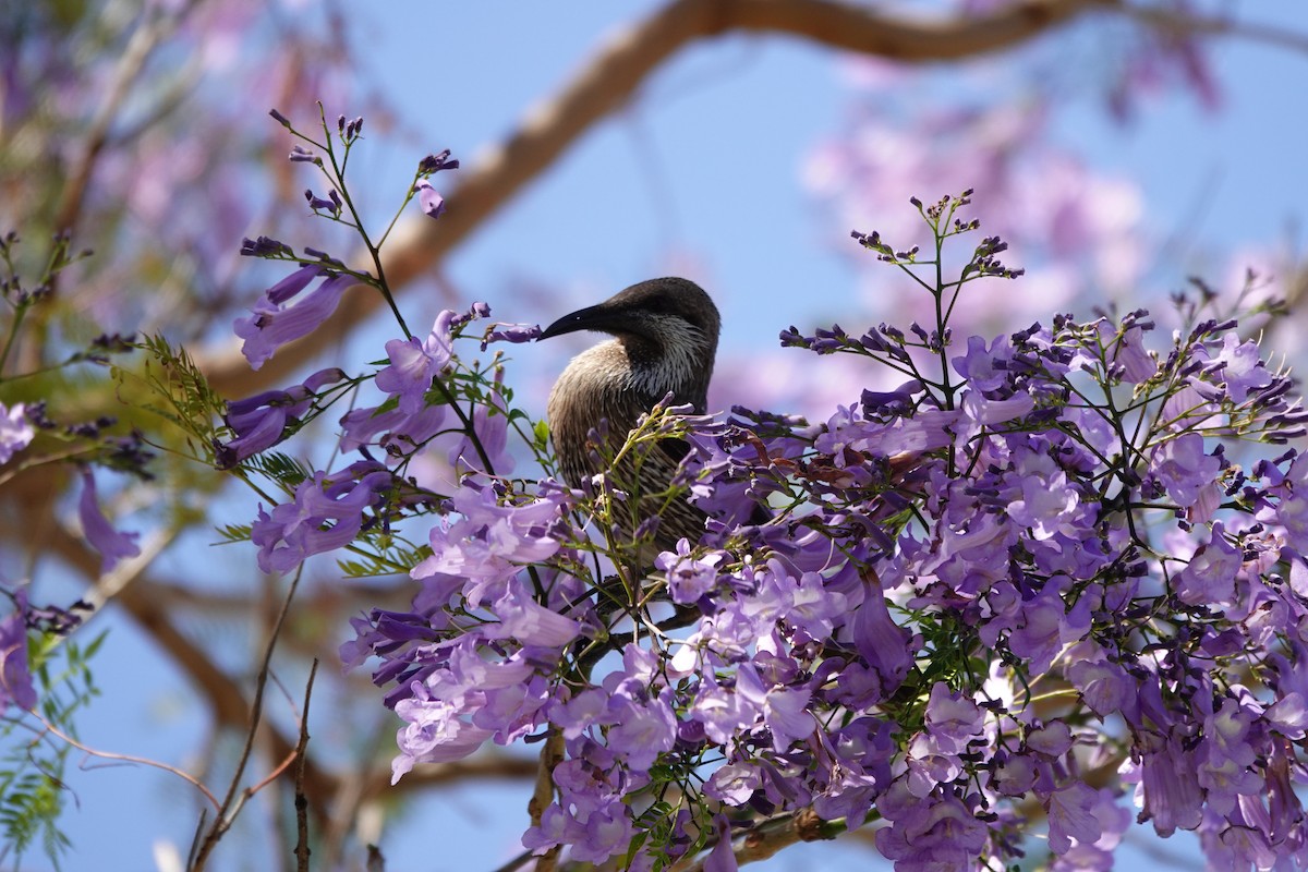 Western Wattlebird - ML646794540