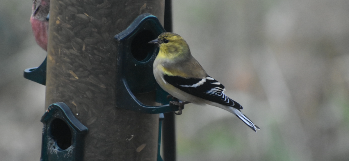 Jilguero Yanqui - ML646794541