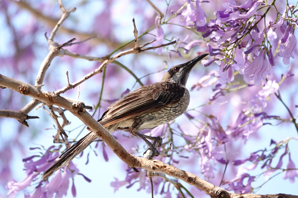Western Wattlebird - ML646794542