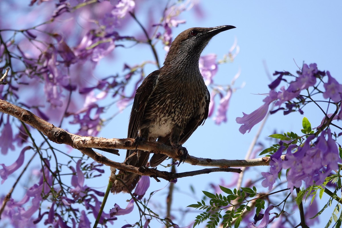 Western Wattlebird - ML646794543