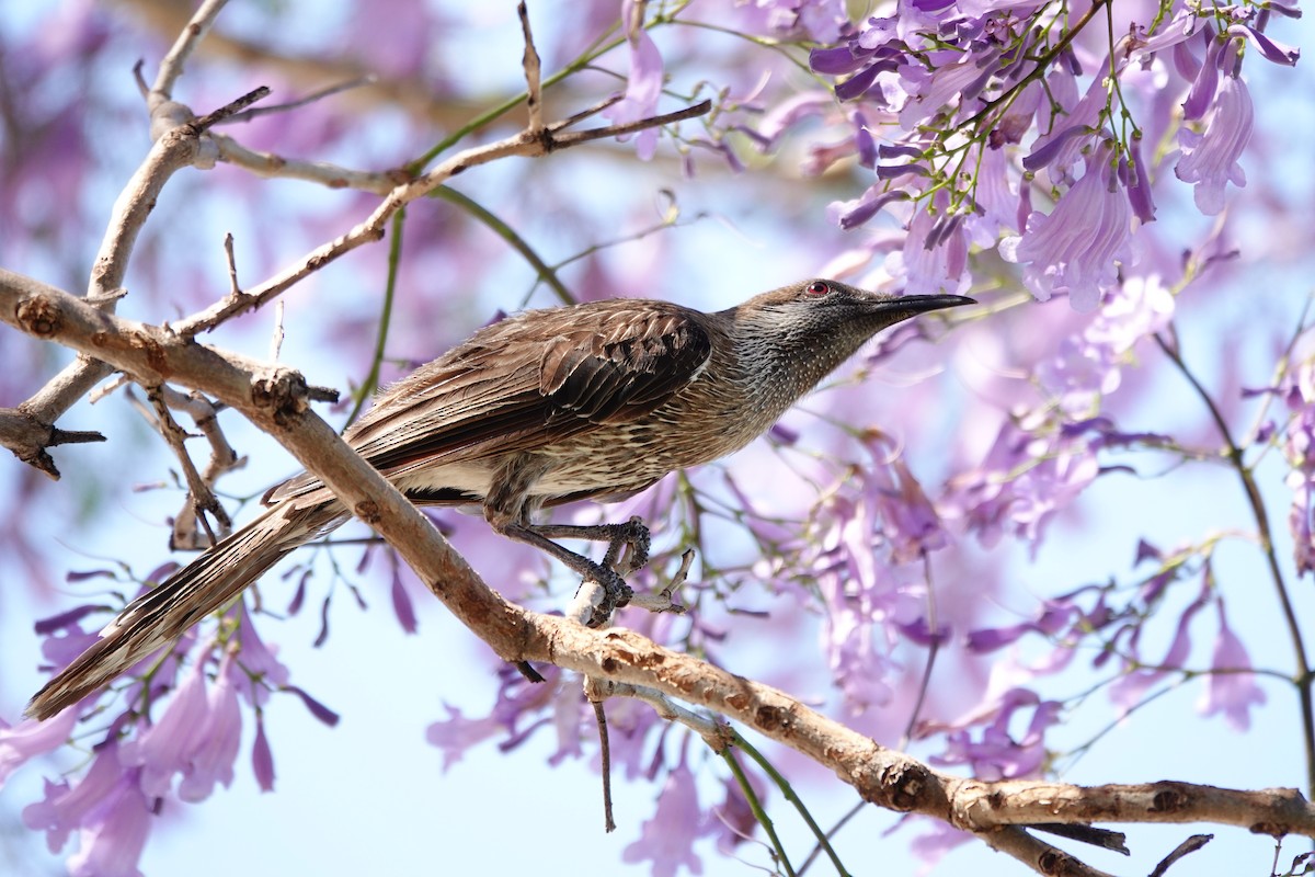 Western Wattlebird - ML646794544