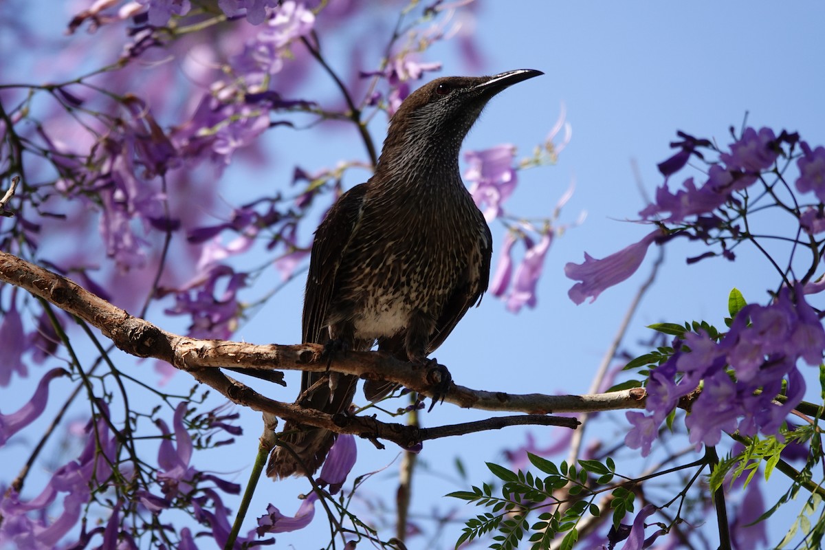 Western Wattlebird - ML646794545