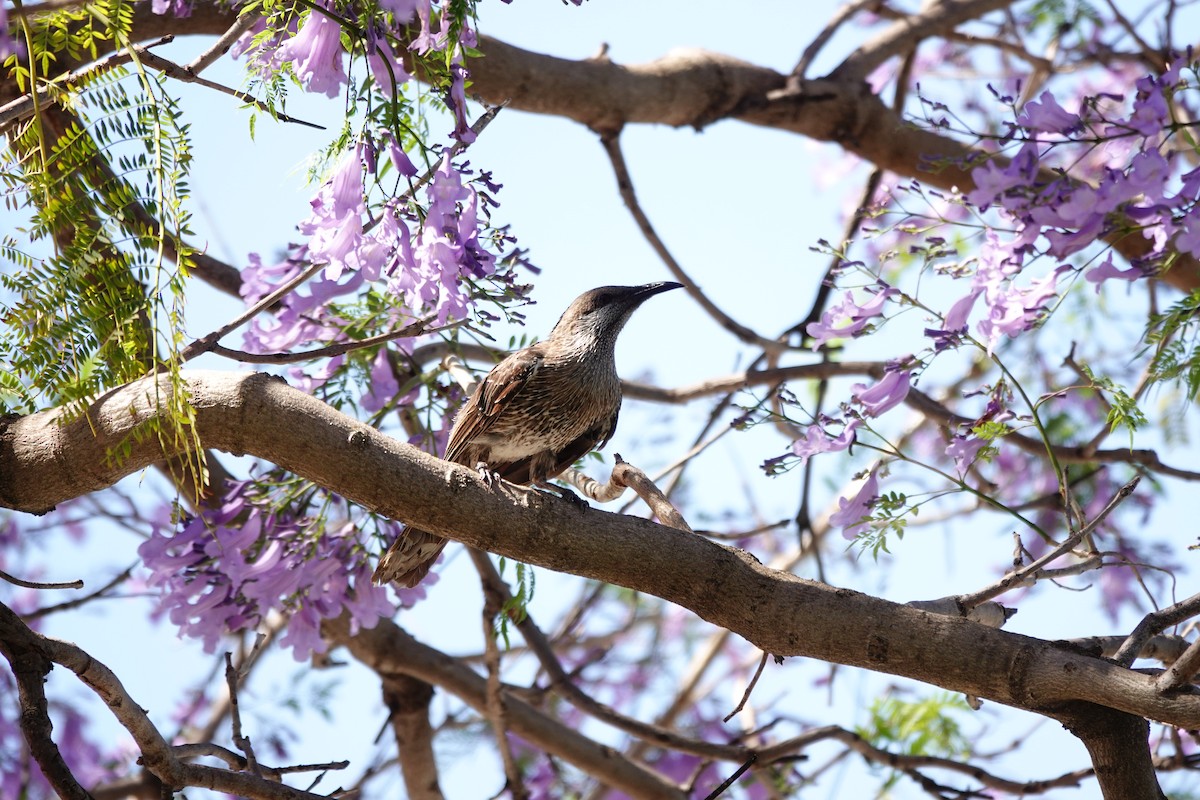 Western Wattlebird - ML646794546
