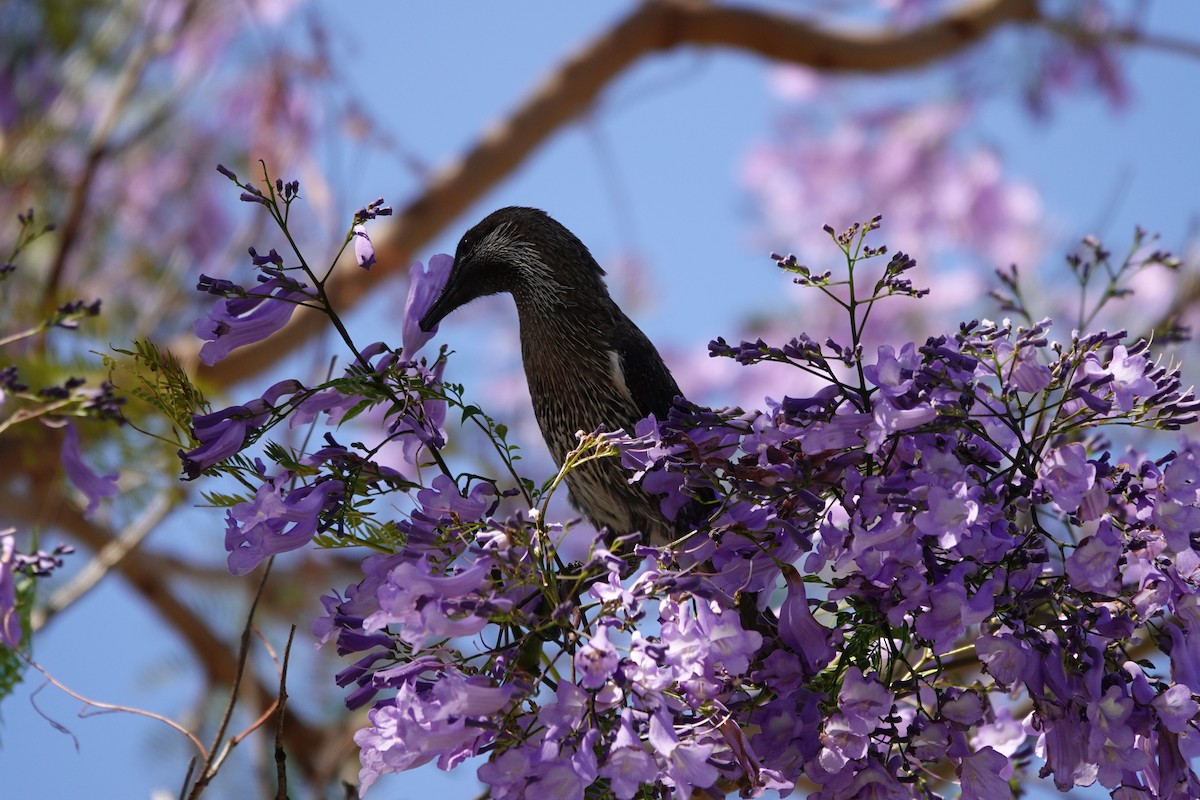 Western Wattlebird - ML646794547
